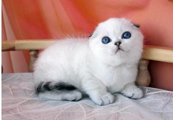 Кот шиншилла фото вислоухий Неактивно