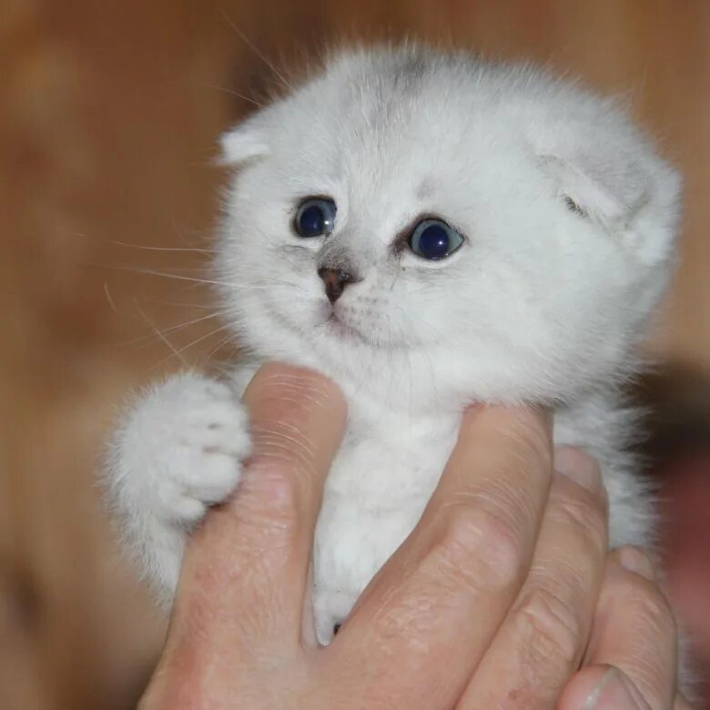 Кот шиншилла фото вислоухий Золотые котятки - купить в Новосибирске, цена 7 000 руб., продано 29 февраля 202