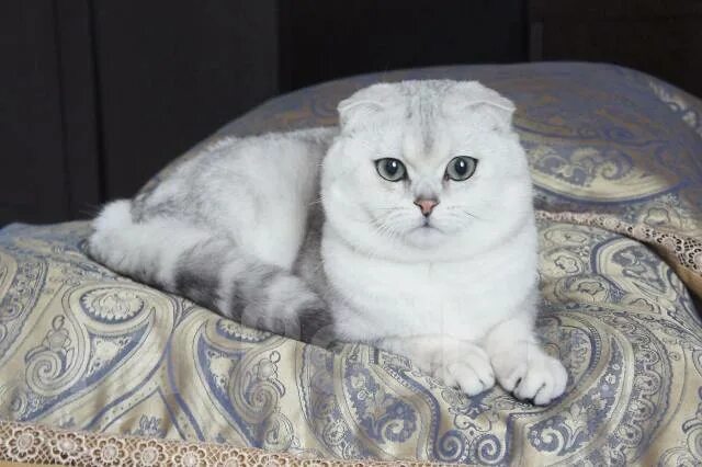 Кот шиншилла фото вислоухий Шотландская кошечка окраса серебристая шиншилла, в наличии во Владивостоке