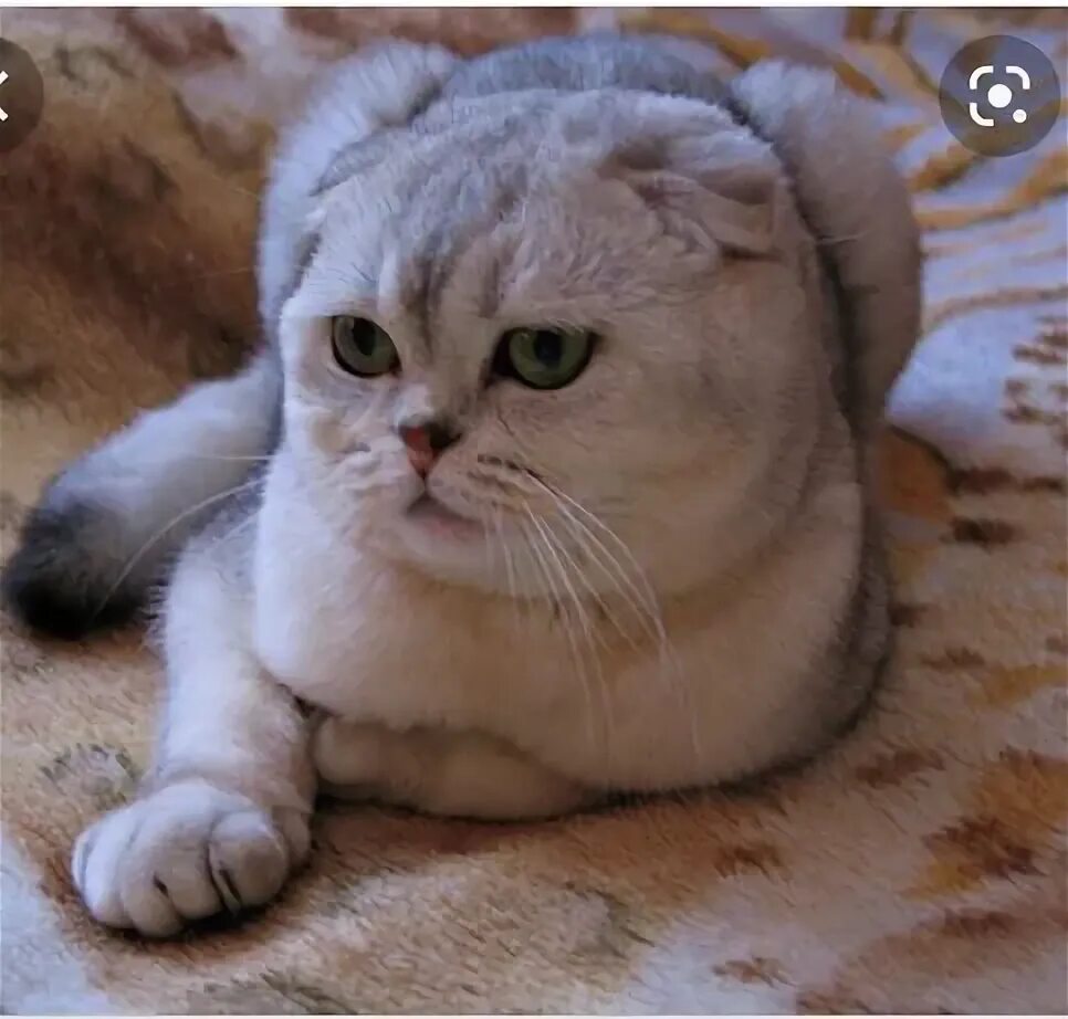 Кот шиншилла фото вислоухий Кот Для Вязки - Вязка ішінде Астана - OLX.kz
