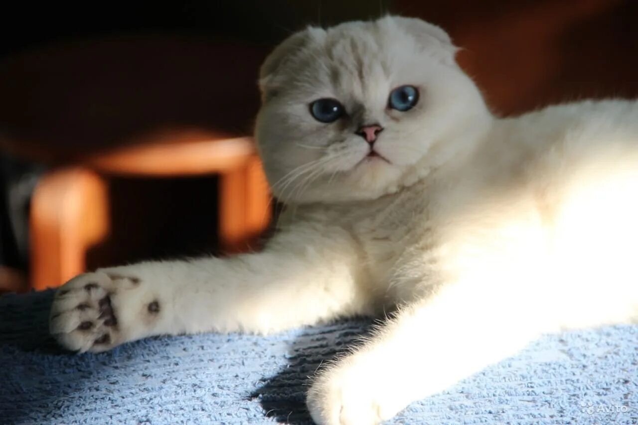 Кот шиншилла фото вислоухий Шотландская вислоухая кошка серебристая - картинки и фото koshka.top
