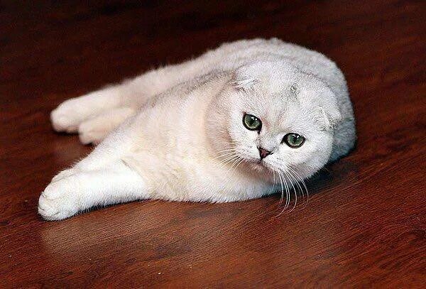 Кот шиншилла фото вислоухий Шотландский кот Bя3кa - купить в Подольске, цена 2 000 руб., продано 19 июня 201