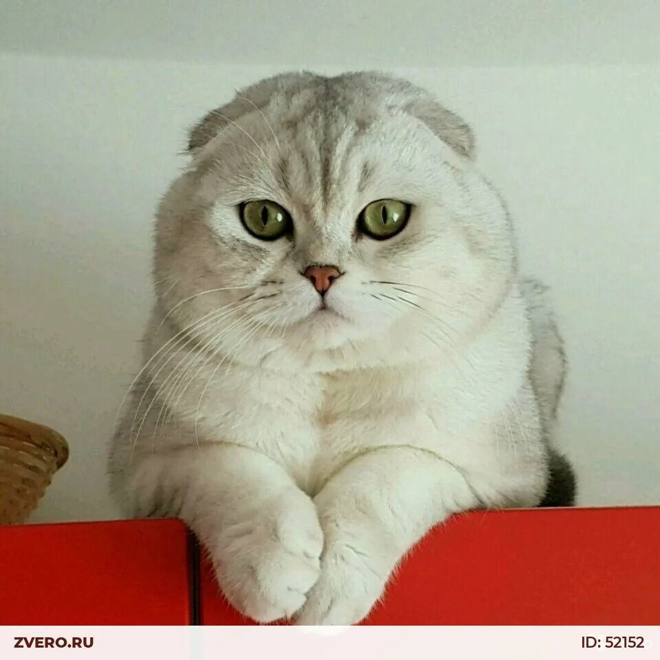 Кот шиншилла фото вислоухий Вислоухая кошечка серебристой шиншиллы - купить в Санкт-Петербурге Объявление № 