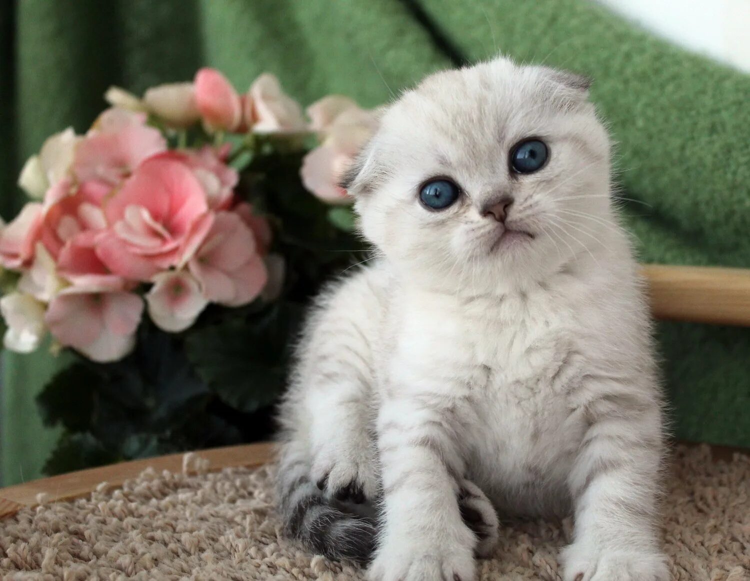 Кот шиншилла фото вислоухий Вислоухие шиншиллы котята: найдено 90 изображений