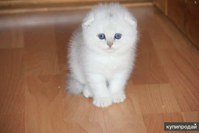 Кот шиншилла фото вислоухий котята вислоухие серебристой шиншиллы в Санкт-Петербурге