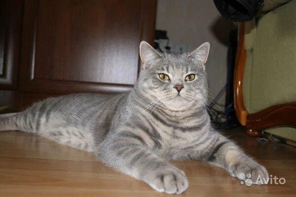 Кот шотландец фото прямоухий Неактивно