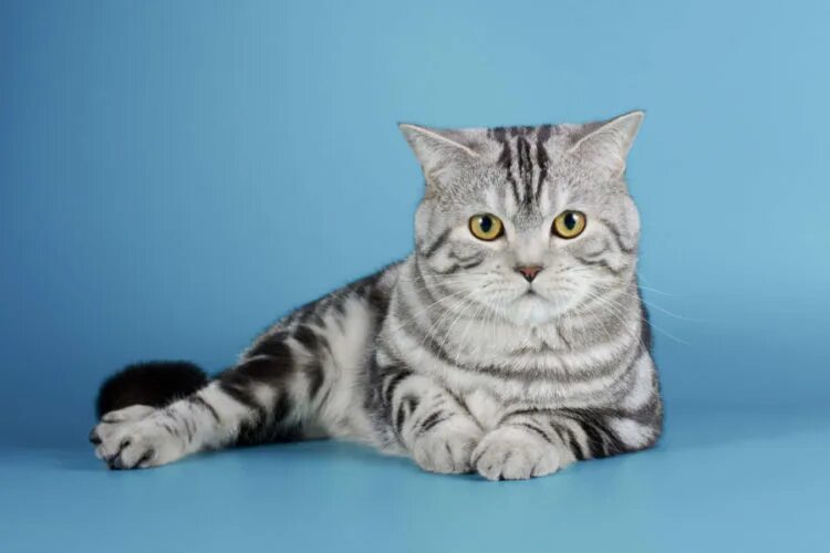 Кот шотландец фото прямоухий Шотландские коты
