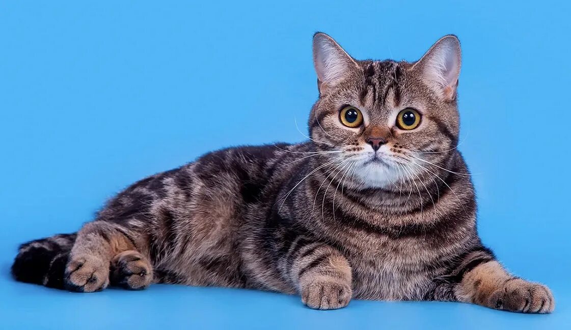 Кот шотландец фото прямоухий Шотландские прямоухие котята: Очаровательные существа с уникальным шармом. Почем