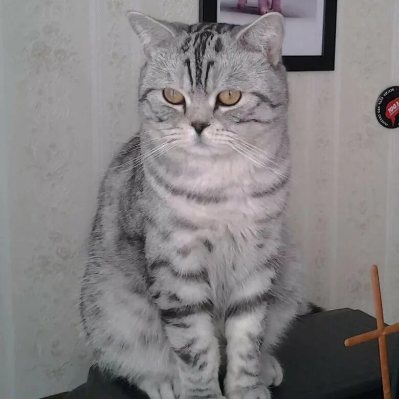 Кот шотландец фото прямоухий СКОТТИШ СТРАЙТ - купить в Калининграде, цена 3 000 руб., продано 6 декабря 2017 