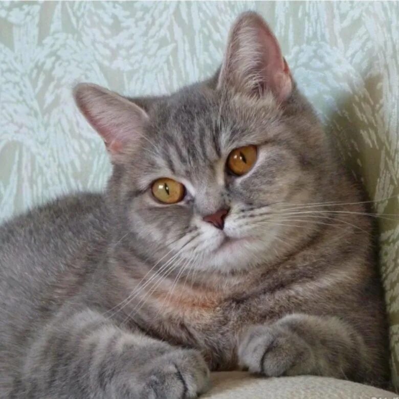 Кот шотландец фото прямоухий Шотландская кошечка - купить в Дубне, бесплатно, дата размещения: 06.09.2024 - К