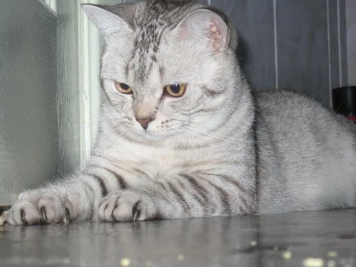 Кот шотландец фото прямоухий Кошечка Василиса - купить в Ейске, бесплатно, продано 26 июня 2021 - Кошки