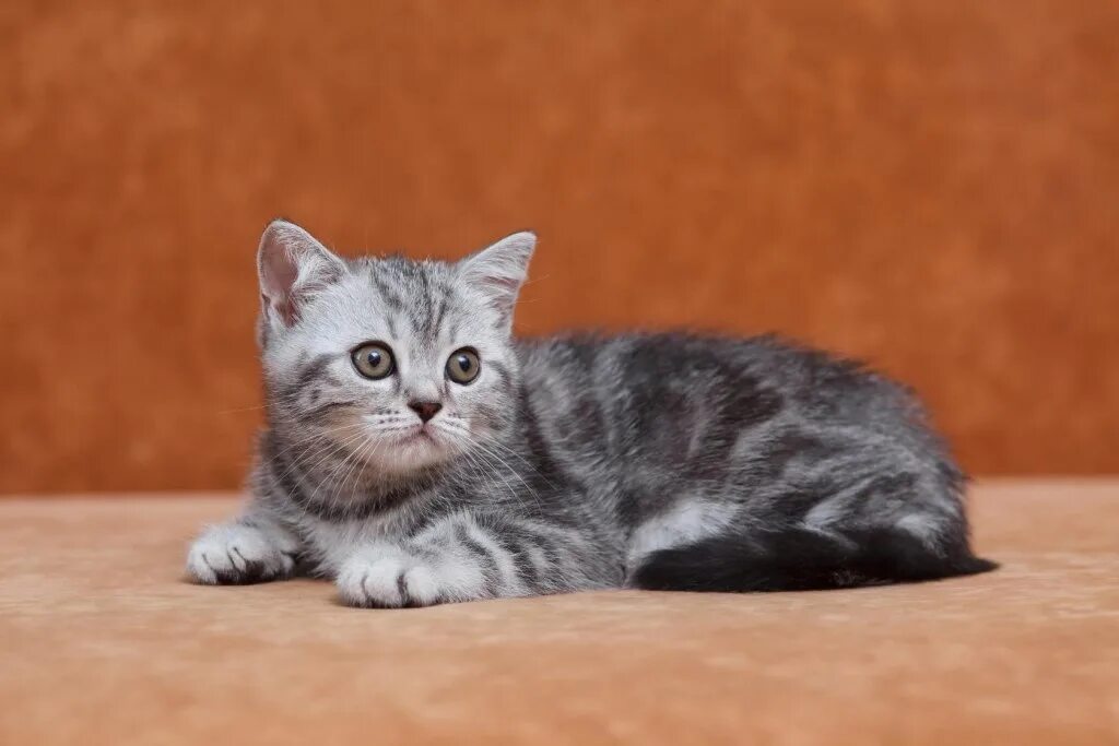 Кот шотландец фото прямоухий For sale a purebred Scottish kitten, a straight-eared girl. She was born on 16.1