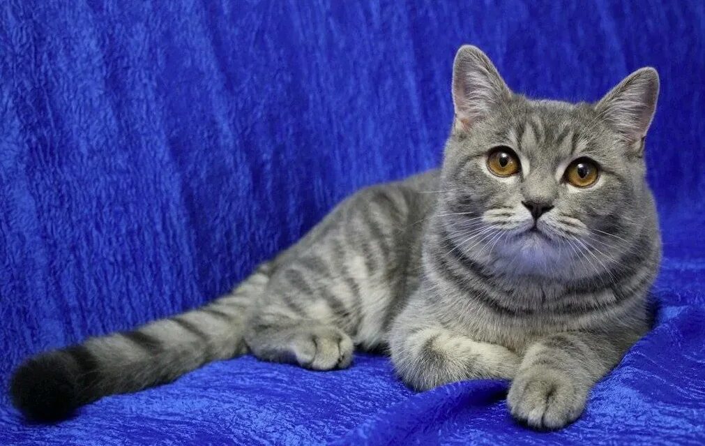 Кот шотландец фото прямоухий Шотландские прямоухие котята: Очаровательные существа с уникальным шармом. Почем
