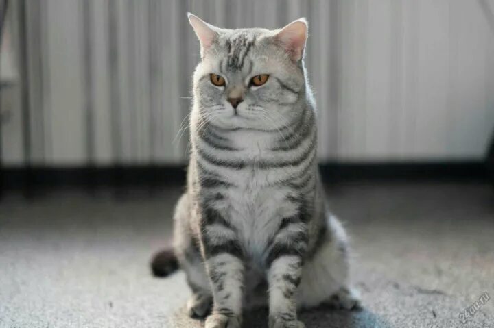 Кот шотландец фото прямоухий Супер котята Скоттиш фолд! - купить в Бердске, цена 1 000 руб., продано 24 мая 2
