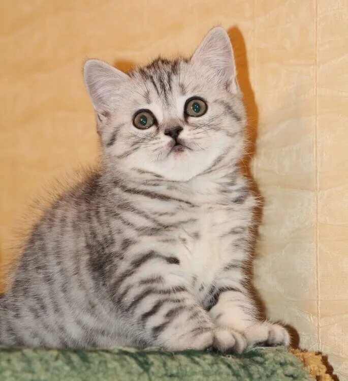 Кот шотландец фото прямоухий Куплю такого котёнка! 2023 КОТЫ, КОШКИ и КОТЯТА г. Донецка ВКонтакте