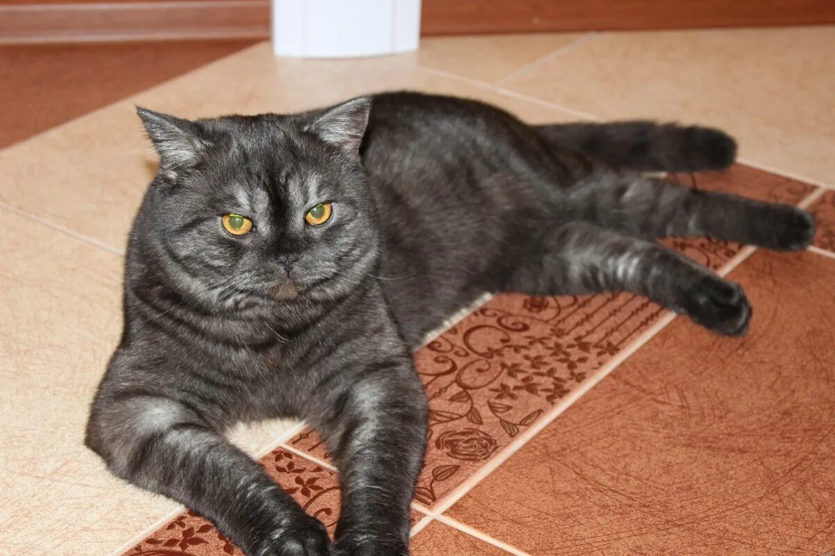 Кот шотландец фото прямоухий Шотландский кот черный дым Foto-Gadanie.ru