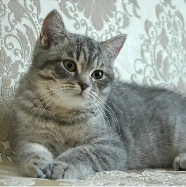 Кот шотландец фото прямоухий серый Кошка Шотландской породы - купить в Тольятти, бесплатно, продано 22 октября 2022