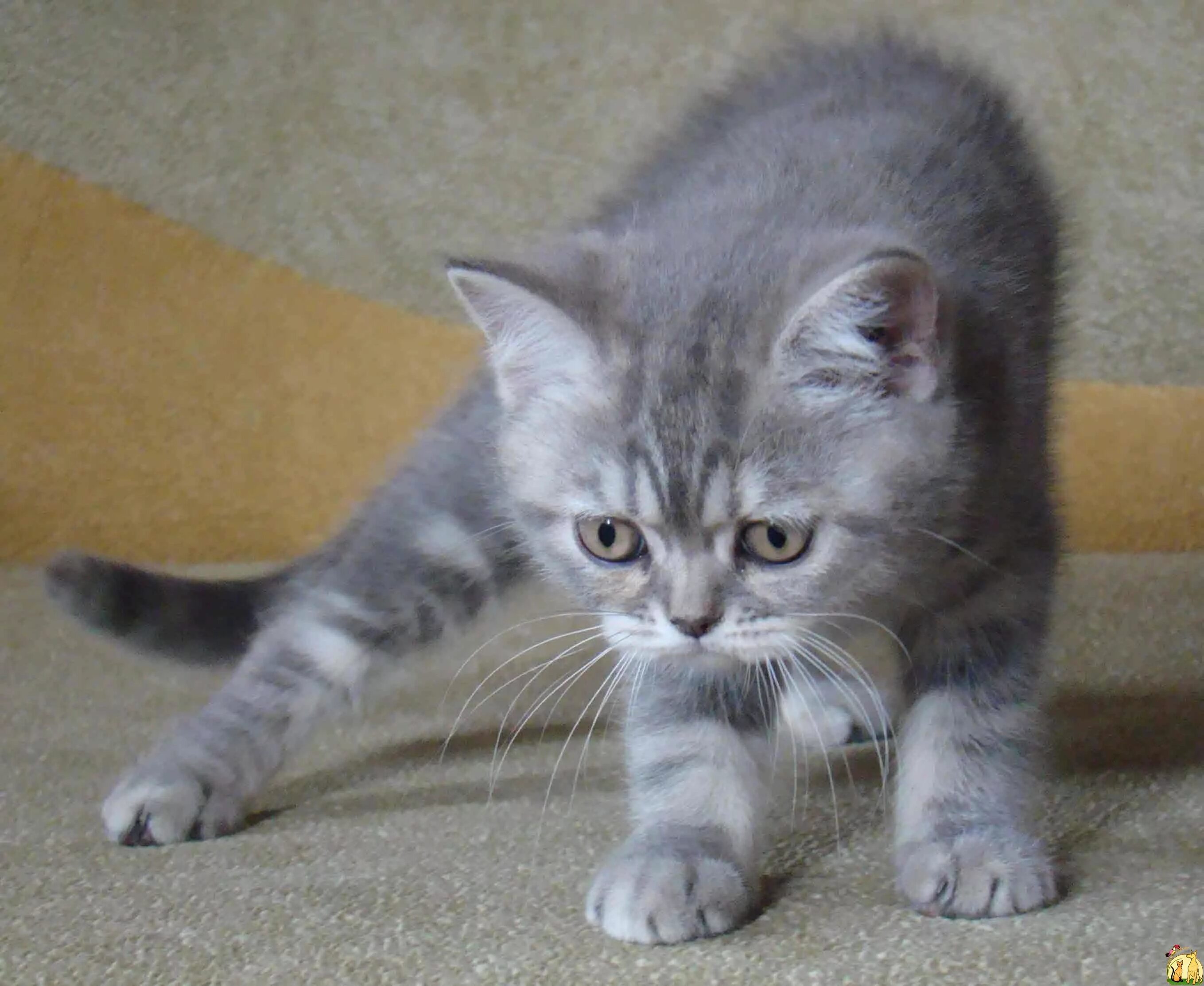 Кот шотландец фото прямоухий серый Шотландские прямоухие (страйт) котята. Доска объявлений Кошки