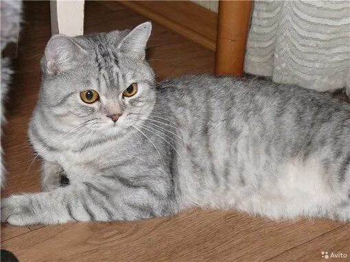 Кот шотландец фото прямоухий серый Поиск зверей - всероссийская система поиска домашних животных.