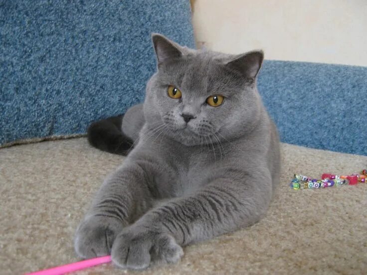 Кот шотландец фото прямоухий серый Пин от пользователя Милые Кошки и собаки на доске ШОТЛАНДСКАЯ ПРЯМОУХАЯ КОШКА Ко