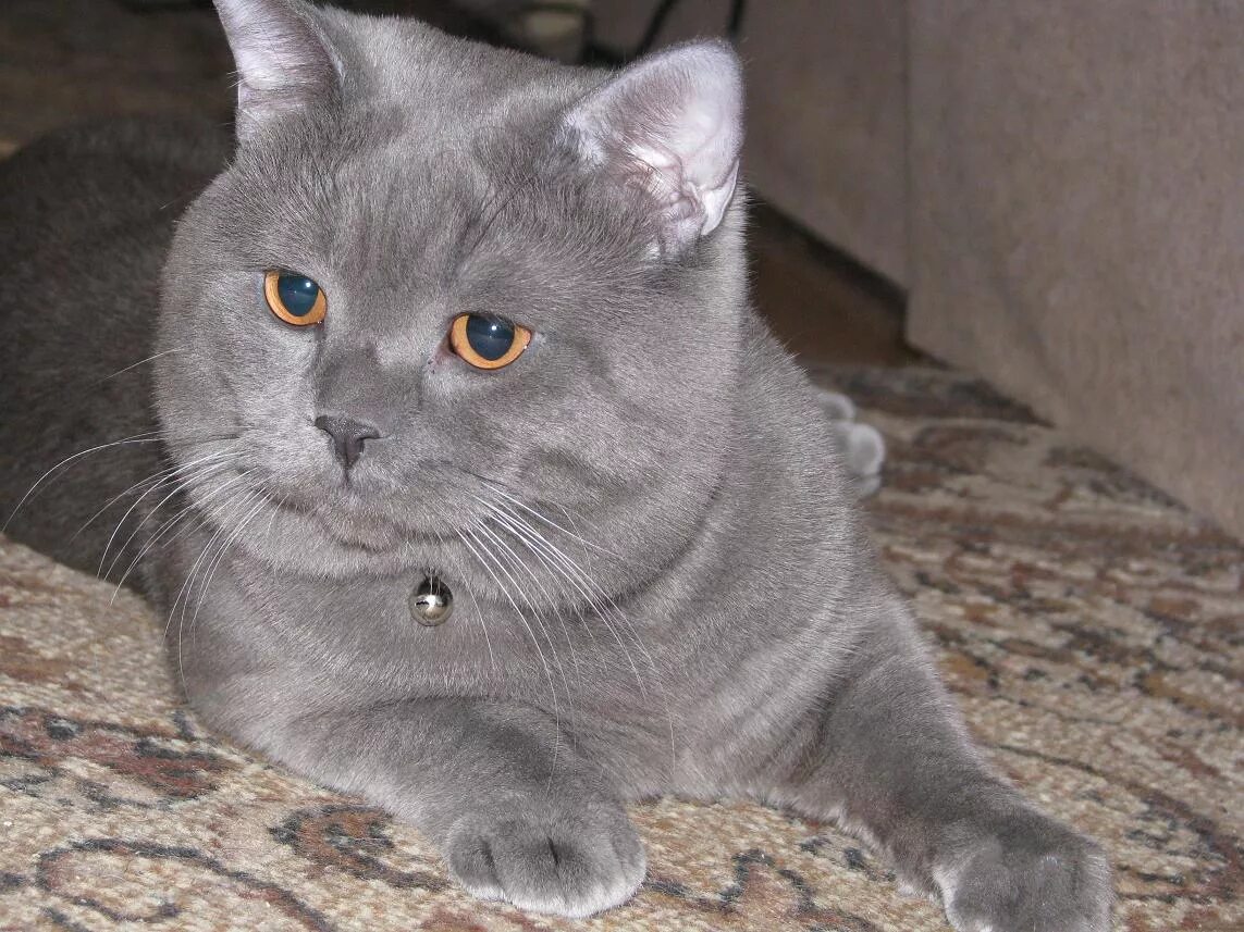 Кот шотландец фото прямоухий серый фотографии наших кошек и котов. часть первая, надеюсь не последняя :) - обсужден