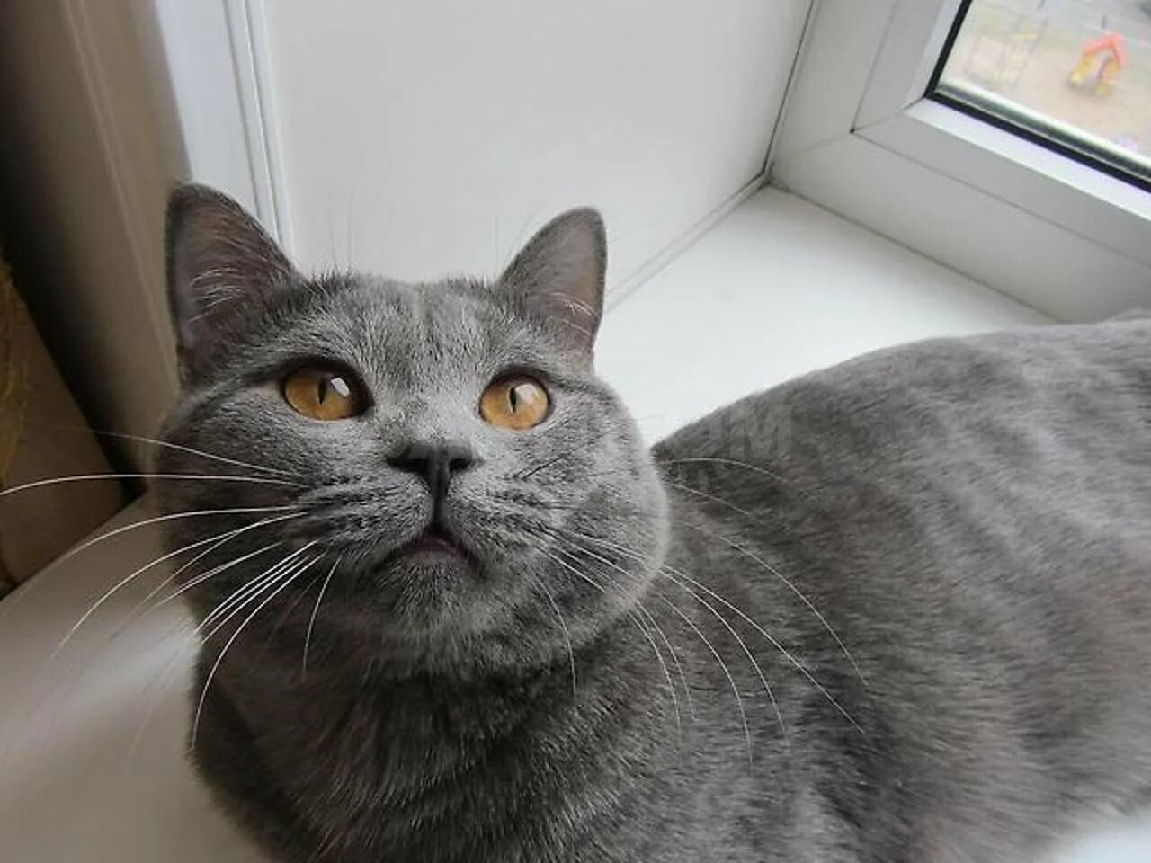 Кот шотландец фото прямоухий серый Шотландская кошка с прямыми ушами: найдено 86 изображений