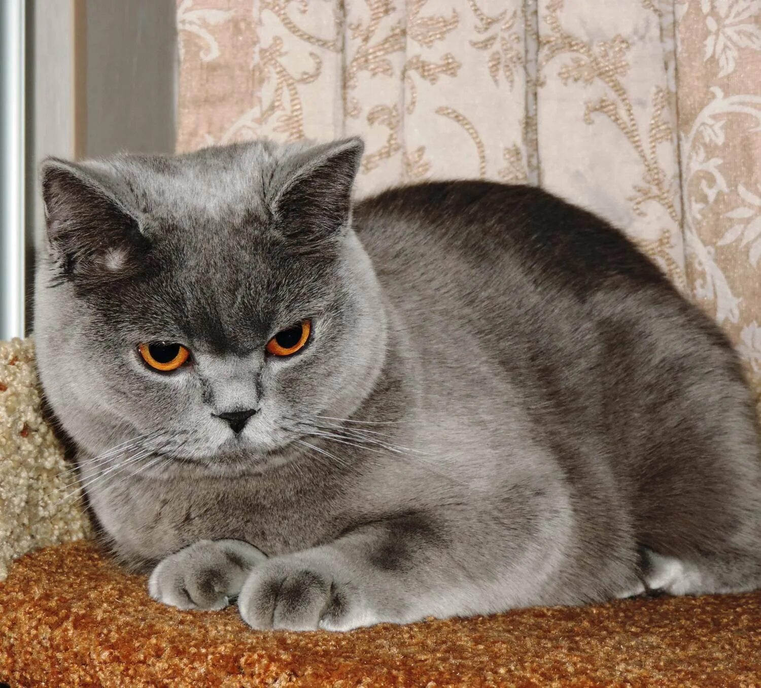 Кот шотландец фото прямоухий серый Британский скоттиш страйт