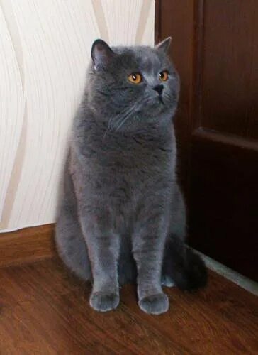 Кот шотландец фото прямоухий серый Мальчики и девочки вискас 1.5 мес - купить в Белгороде, цена 1 100 руб., продано