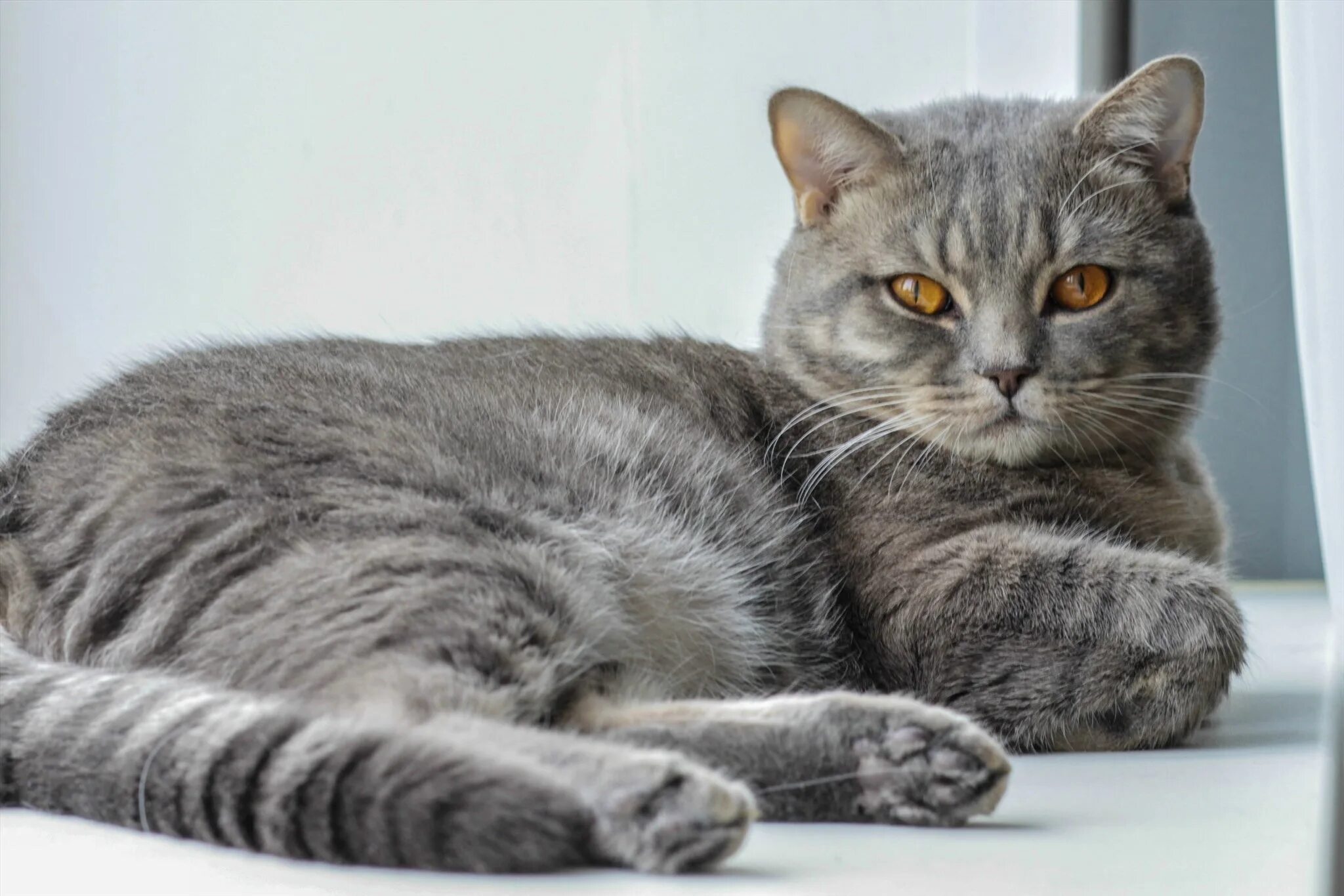 Кот шотландец фото прямоухий серый Шотландская прямоухая кошка (Скоттиш страйт) ВКонтакте
