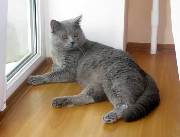 Кот шотландец фото прямоухий серый Фотоальбом "Наши любимые питомцы (коты)." - Вольха/не Голосую!/, Москва, 42 года