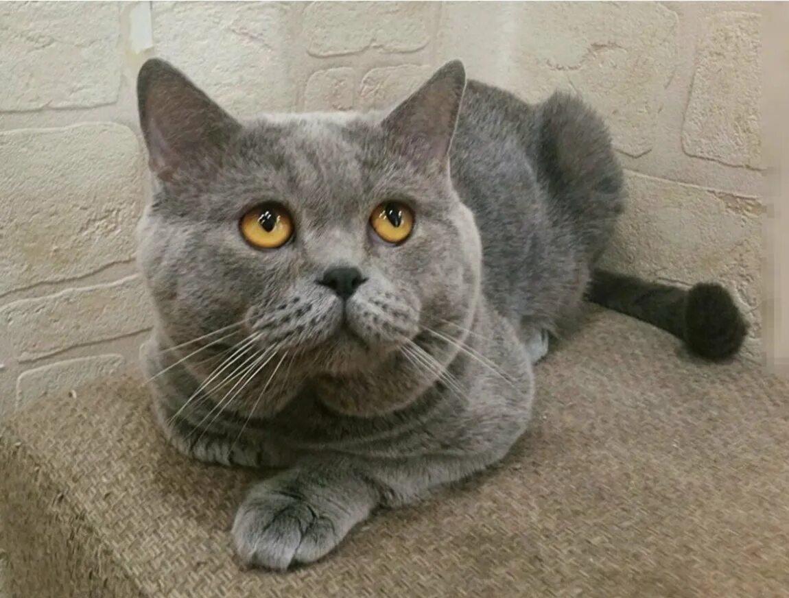 Кот шотландец фото прямоухий серый Scottish Fold & British Shorthair 1000 Lei