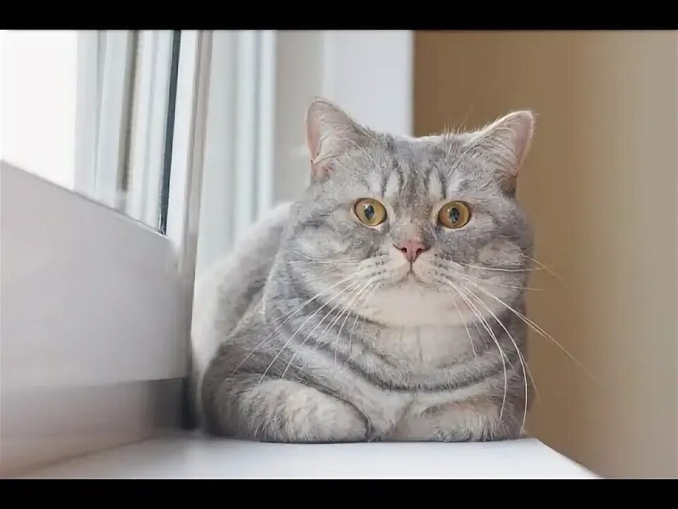 Кот шотландец фото прямоухий серый посылка 2 - YouTube
