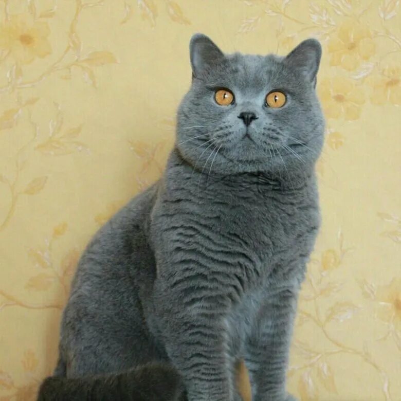 Кот шотландец фото прямоухий серый отдам - купить в Октябрьском, бесплатно, продано 20 марта 2018 - Кошки