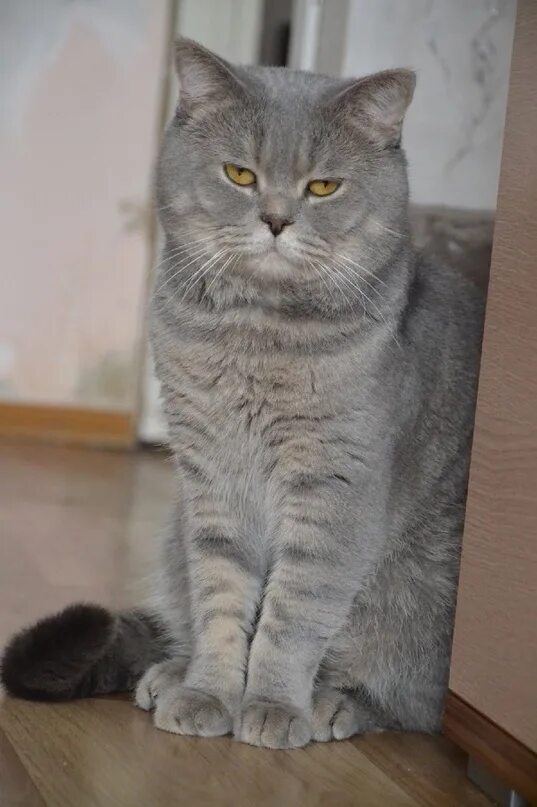 Кот шотландец фото прямоухий серый Линда ждёт любящего хозяина! Молодая, уравновешенная. Стерилизована, от паразито