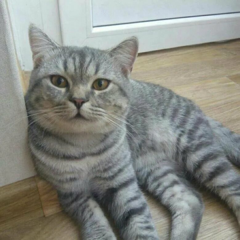 Кот шотландец фото прямоухий серый Шотландский кот страйт бесплатно в добрые руки - купить в Жуковском, бесплатно, 