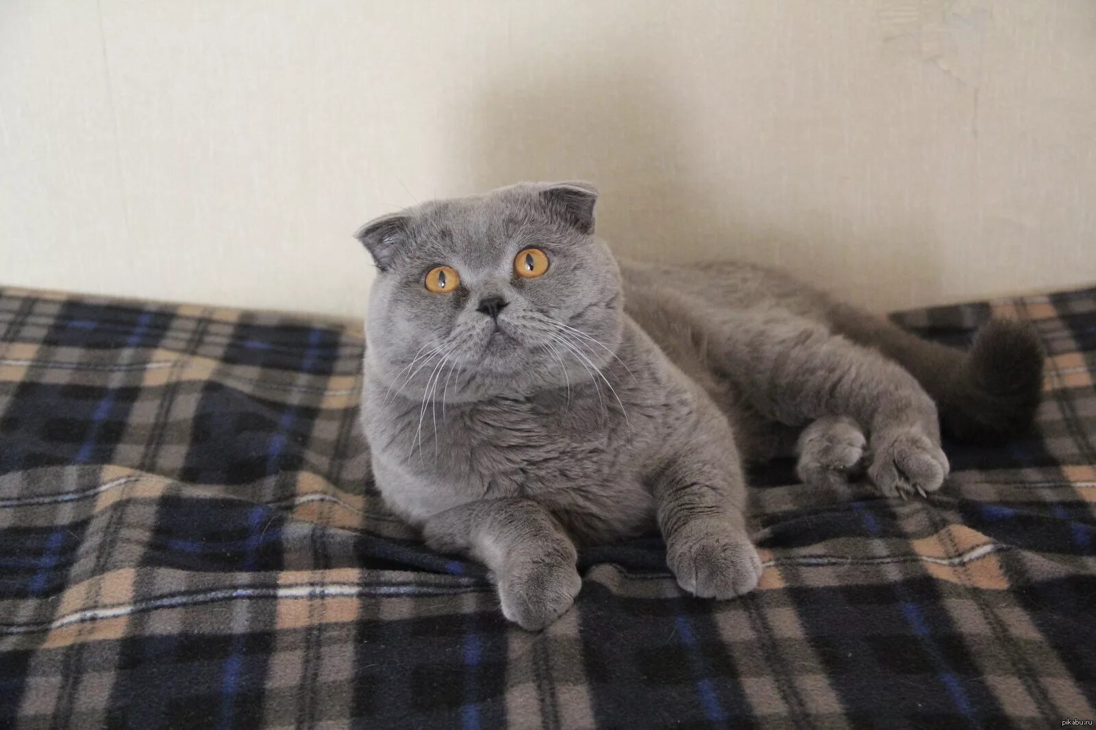 Кот шотландец серый фото Шотландский вислоухий. Матиас. Пикабу