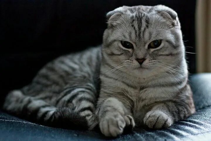 Кот шотландец вислоухий фото Шотландская Вислоухая кошка - купить, цена 1 руб., продано 18 апреля 2017 - Кошк
