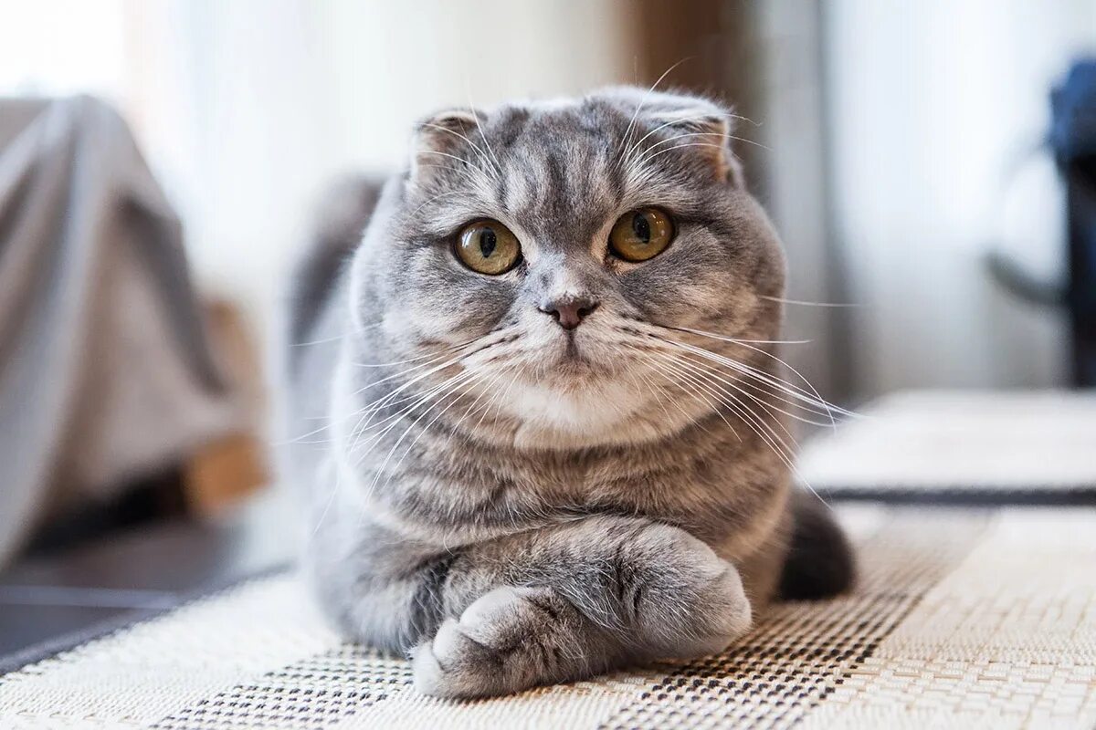 Кот шотландец вислоухий фото Каких кошек нельзя держать в квартире: 5 пород РБК Life