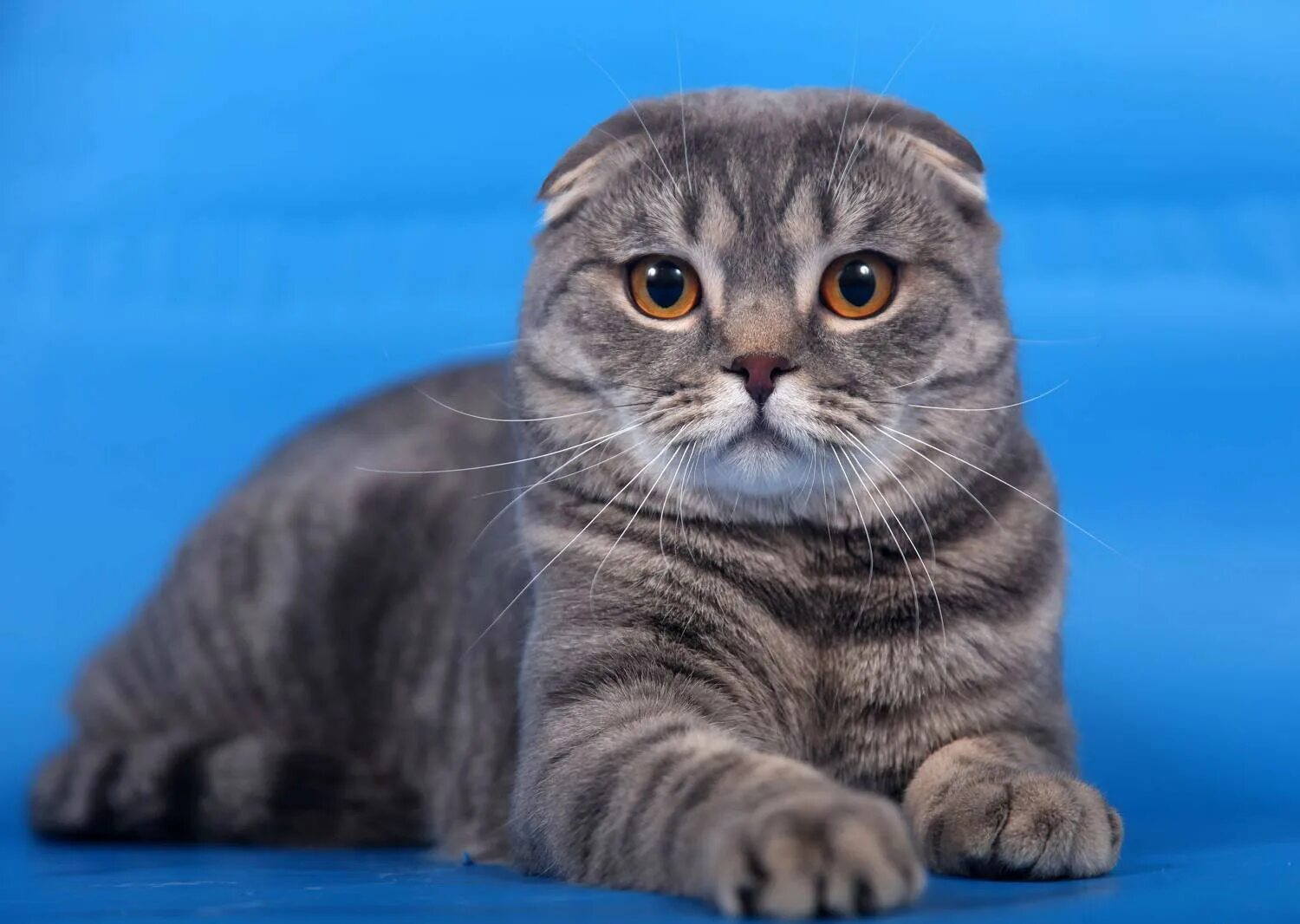 Кот шотландец вислоухий фото Шотландская вислоухая кошка