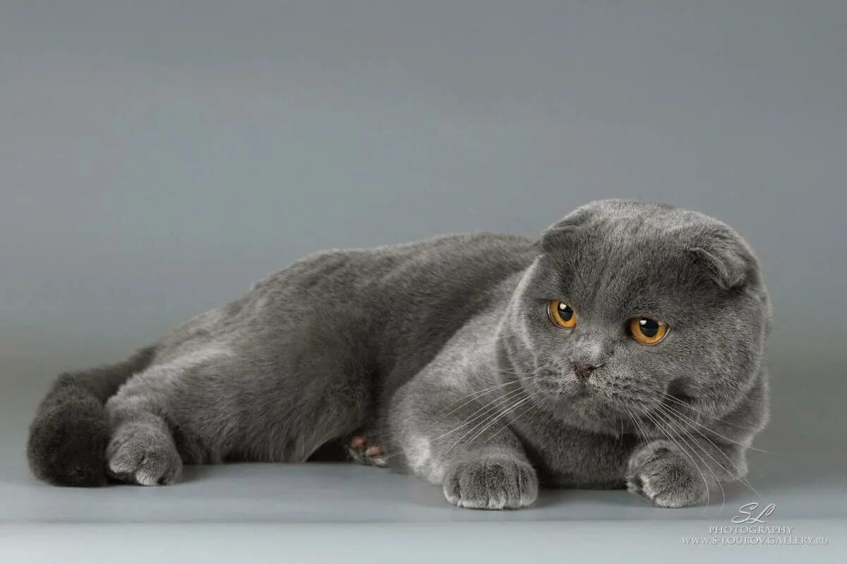 Кот шотландец вислоухий фото Картинки Вислоухая шотландская кошка (39 шт.) - #10877