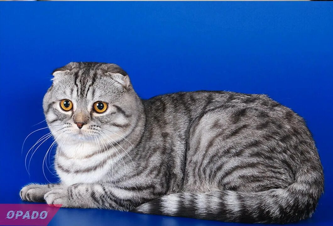 Кот шотландец вислоухий фото Топ-10 самых дорогих пород кошек Opado - Животные Дзен
