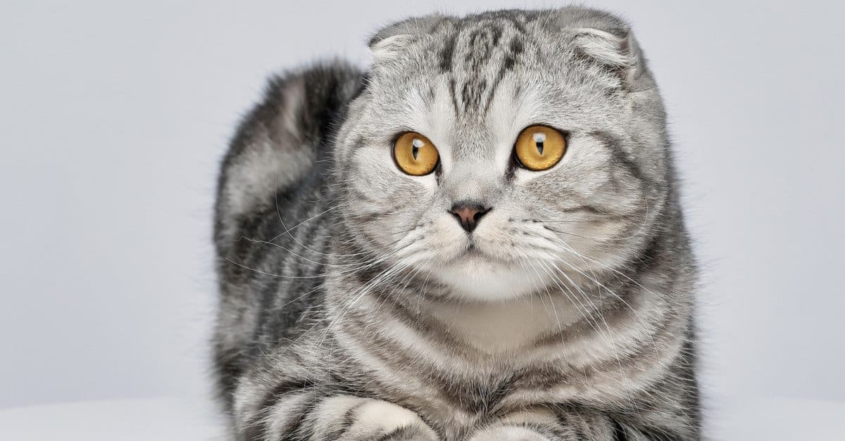Кот шотландской породы фото The 15 Most Expensive Cat Breeds Money Can Buy in 2024