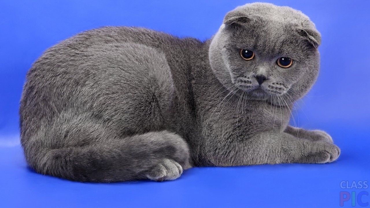 Кот шотландской породы фото Пин на доске Животные