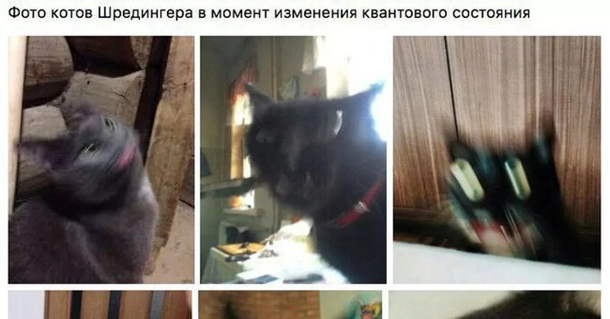Кот шредингера фото Котики Шредингера Пикабу