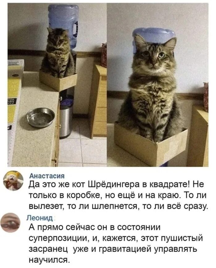 Кот шредингера фото Посмеялся сам - поделись с другом!!! - Страница 513 - Хлебопечка.ру