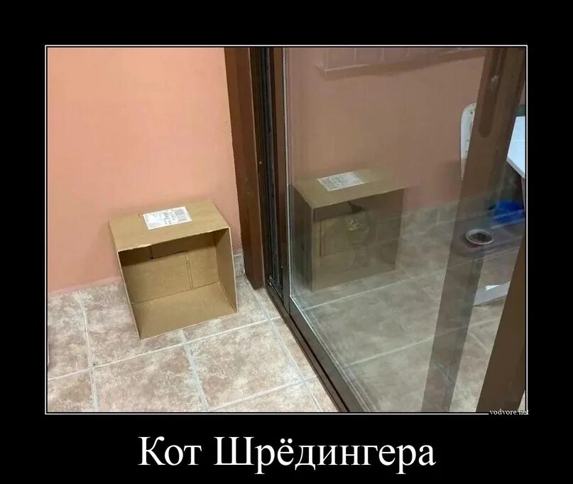 Кот шредингера фото Физики после трёхчасового веба... #СмемжанаПланк 2023 МЕМИУМ ЕГЭ 2024 ВКонтакте