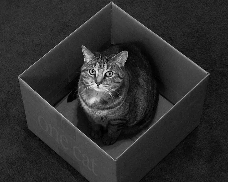 Кот шредингера фото Pin by аванесян валерия on Котенок Schrodingers cat, Cats, Pets cats