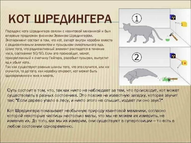 Кот шредингера фото Квантовое бессмертие. Очень кратко и понятно. Монолог Писателя Дзен