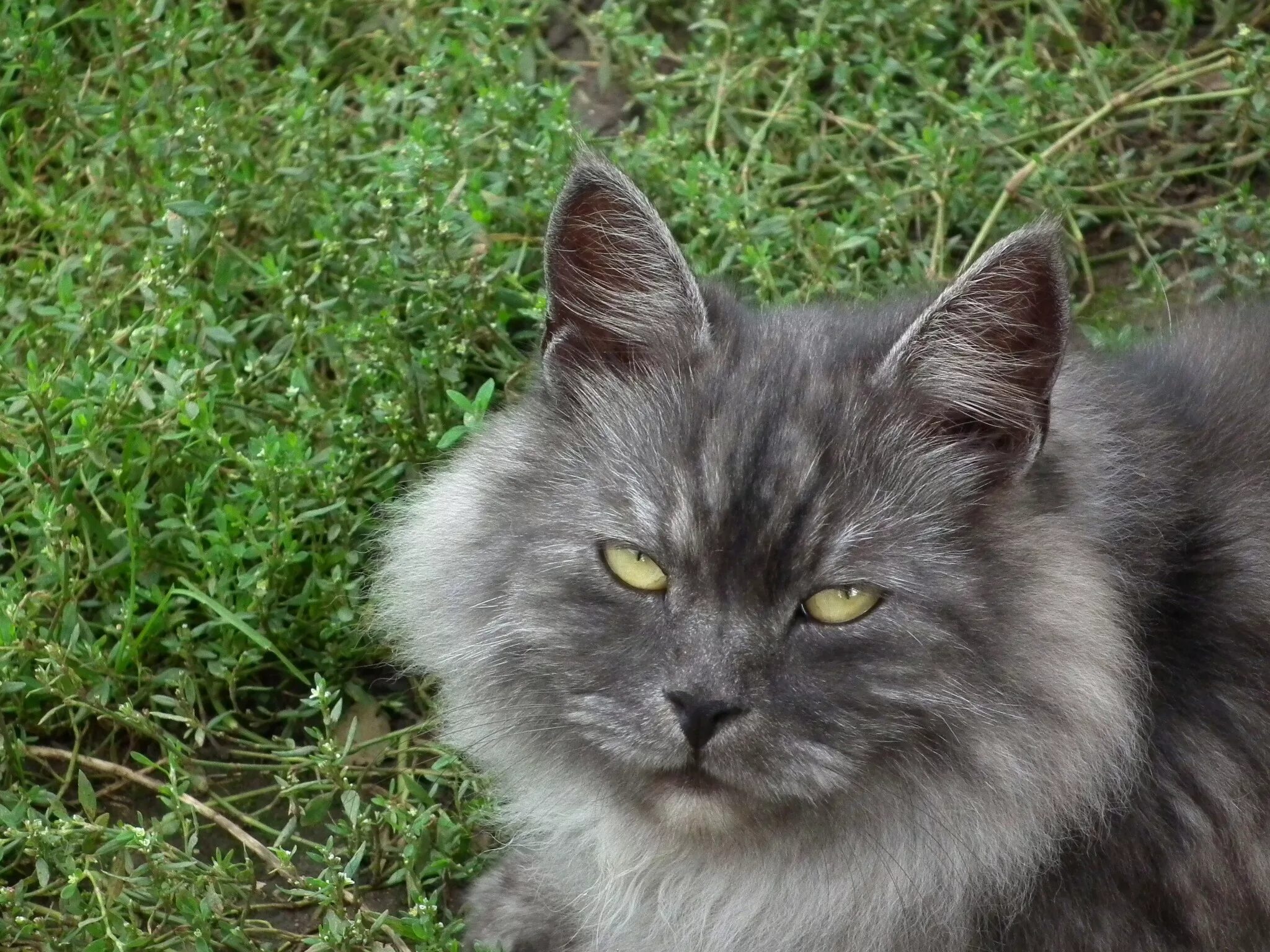 Кот сибирской породы фото серый Free Images : grass, cute, pet, fur, green, kitten, fauna, whiskers, grey, anima