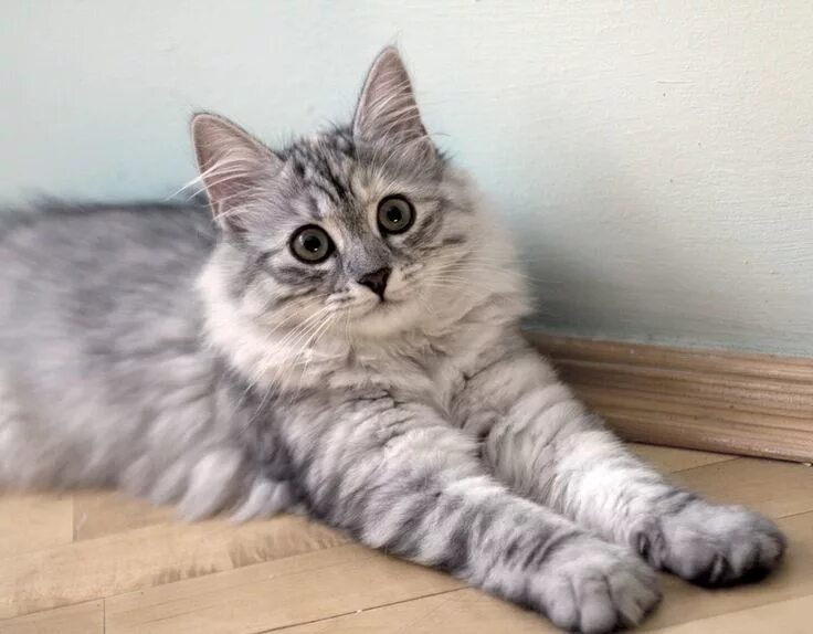 Кот сибирской породы фото серый Хвостатая Cute cats and dogs, Siberian cat, Siberian forest cat